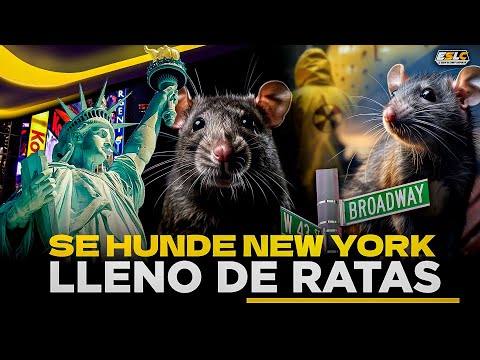RATAS HUNDEN Y ACABAN CON LA CIUDAD DE NEW YORK! OYENTES LLAMAN DESESPERADOS