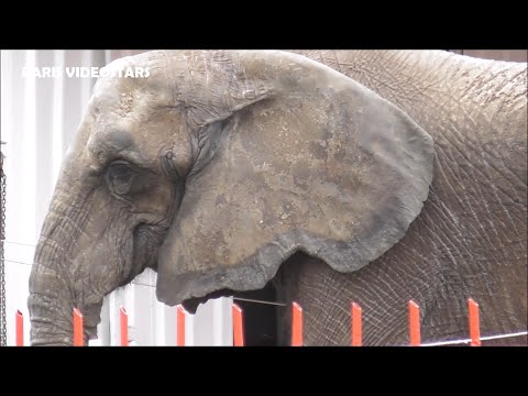 Éléphant Samba, Lamas et chameaux du Cirque Europa / Europe @ Noisy le Grand 20 / 27 octobre 2024