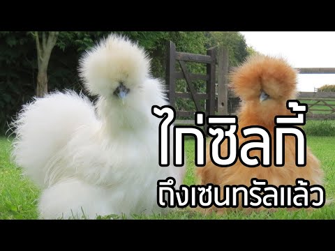 พาชมงาน-Amazing-Pets-CarniWOW2 พาชมงาน-Amazing-Pets-CarniWOW2