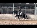 Dressage horse Aansprekende 3 jarige zwarte ruin van Jameson RS2