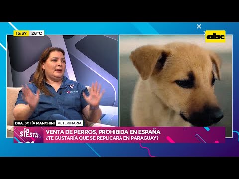Venta de perros, prohibida en España: ¿Te gustaría que se replicara en Paraguay