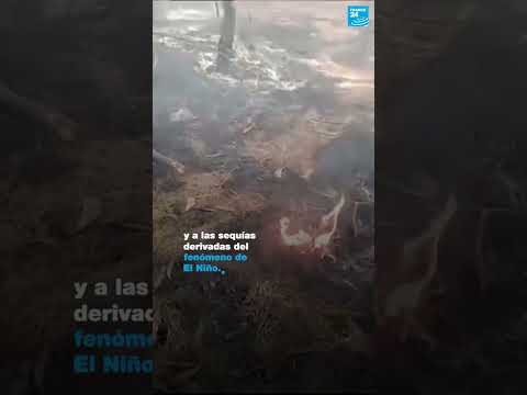 2/2 ?? Colombia asolada por los incendios forestales