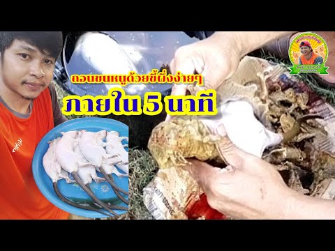 วิธีถอนขนหนูด้วยขี้ผึ่ง-ง่ายๆภ วิธีถอนขนหนูด้วยขี้ผึ่ง-ง่ายๆภ