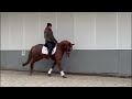 Dressage horse Dressuurmerrie FERDINAND x OSCAR