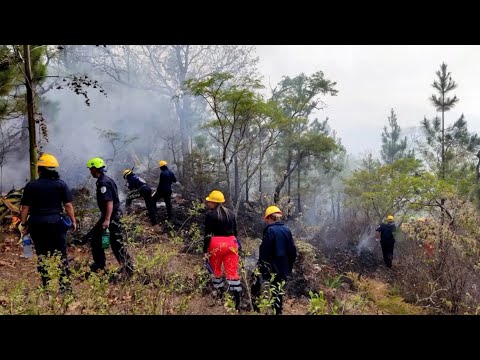 Incendio forestal arrasa 500 manzanas de bosques en Jinotega
