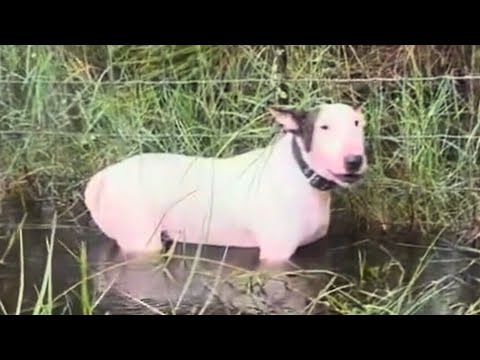 Man Who Tied Dog to Fence During Hurricane ARRESTED