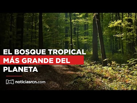 Destinos imperdibles: el bosque tropical más grande del mundo