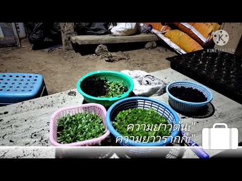 การเพาะสลัดแบบง่ายๆและประหยัดพ การเพาะสลัดแบบง่ายๆและประหยัดพ