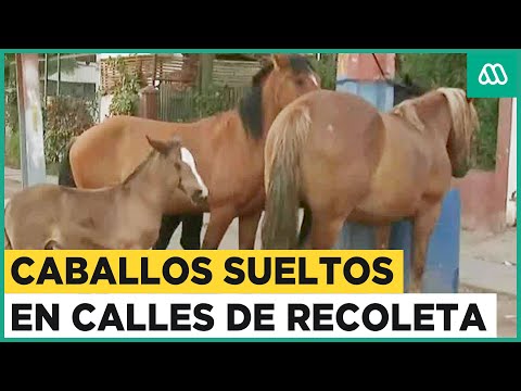 Cuatro caballos deambulan sueltos en calles Recoleta