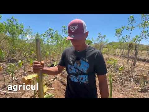 agricultura_Temporada 2024_PROG#08