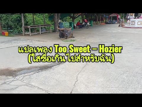 แปลเพลงTooSweet–Hozierคุณ