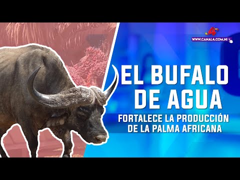 El búfalo de agua fortalece la producción de la palma africana en el municipio El Rama