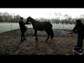 Allround-Unterricht Natural HorseMo