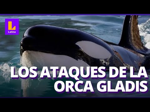 La orca Gladis y sus ataques a barcos en altamar