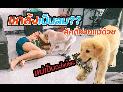 แกล้งหมา!!-ทำไงดีถ้าแม่เป็นลม_ แกล้งหมา!!-ทำไงดีถ้าแม่เป็นลม_
