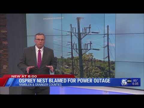 Osprey nest blamed for power outage