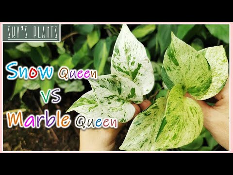 พลูสีขาว-พลูราชินีหินอ่อน-พล พลูสีขาว-พลูราชินีหินอ่อน-พล