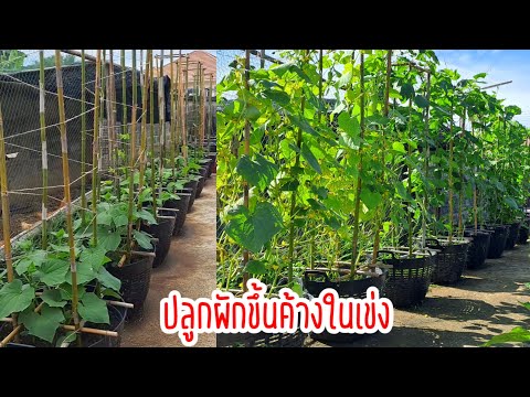 ผักปลอดสารพิษ บ้านน้องปลายฝน ปลูกผักขึ้นค้างในเข่งผักปลอดสารพิษบ้านน้องปลายฝน