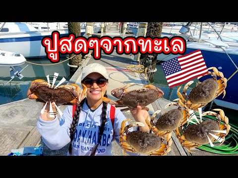 ฤดูจับปูมาแล้ว-วีธีหาปูที่อเมร ฤดูจับปูมาแล้ว-วีธีหาปูที่อเมร