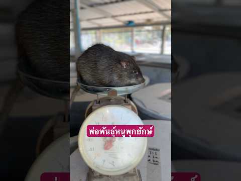 พ่อพันธุ์หนูพุกยักษ์