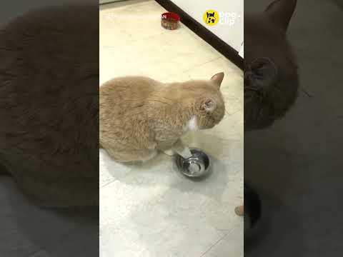 น้องหิวข้าวไม่ไหวแล้ว!-|-Dogs- น้องหิวข้าวไม่ไหวแล้ว!-|-Dogs-