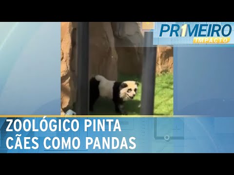 Zoológico pinta cães para parecerem pandas e ato gera revolta na China | Primeiro Impacto (20/09/24)