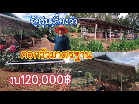คอกวัวมาตรฐาน-บริหารจัดการพื้น คอกวัวมาตรฐาน-บริหารจัดการพื้น