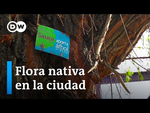 Adopta un árbol urbano
