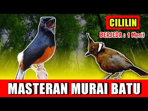 MASTERAN MURAI BATU - suara Cililin Gacor jernih keras berjeda 1 menit FULL 1 JAM variasi 2