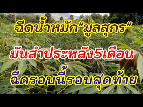 ฉีดน้ำหมักมูลสุกร-มันสำประหลัง ฉีดน้ำหมักมูลสุกร-มันสำประหลัง