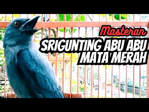 MASTERAN ! SRIGUNTING ABU ABU MATA MERAH GACOR TEMBAKAN RAPAT