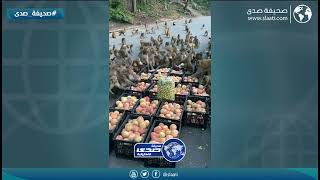 سرقوه عيني عينك