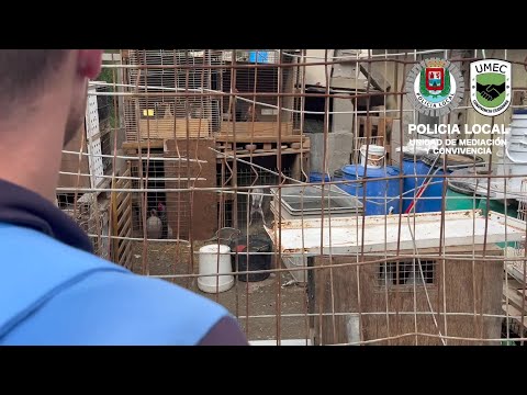 Denuncian una guardería ilegal con 50 perros en Gran Canaria