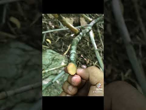 ไผ่ตัน--ของทนสิทธิ์ ไผ่ตัน--ของทนสิทธิ์