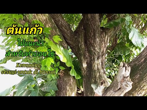 ไม้แนะนำสำหรับทำบอนไซKemuning ไม้แนะนำสำหรับทำบอนไซKemuning
