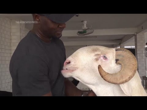 Senegal's fanciest sheep are not destined for slaughter, but lives of luxury