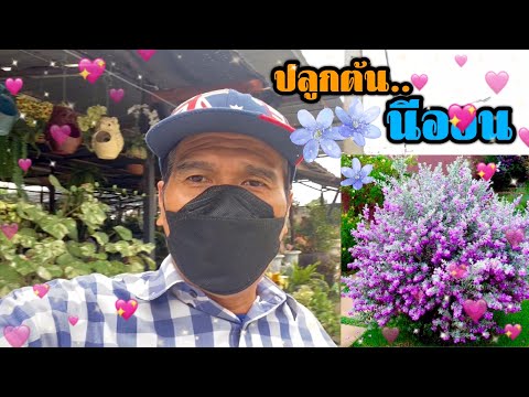 ปลูกต้นนีออน ปลูกต้นนีออน