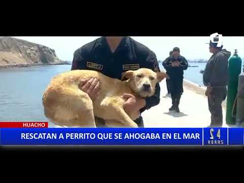 Acto heroico en Huacho: Pescadores y policías rescatan a perrito que casi se ahoga en el mar