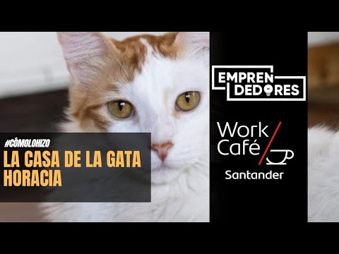 #CómoLoHizo: La Casa de la Horacia abre sus puertas a la adopción de gatitos