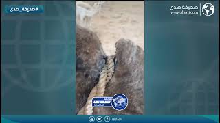 وين الرفق بالحيوان