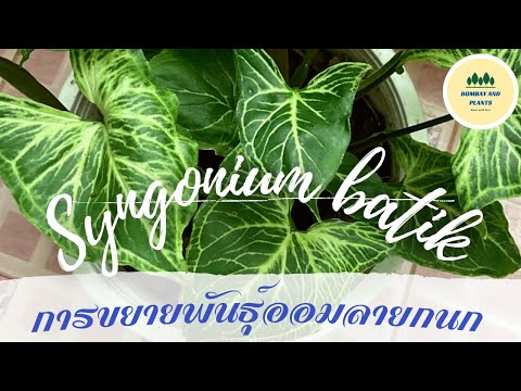 วิธีการขยายพันธุ์ออมลายกนก|S