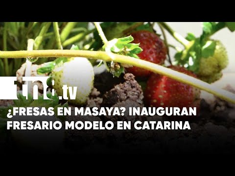 Nuevos cultivos: Precioso fresario inaugurado en Catarina, Masaya - Nicaragua