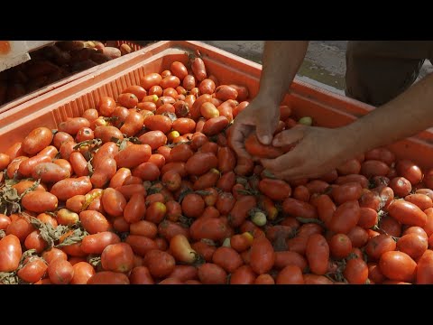 La Tomatina prepara su vuelta a Buñol con 130 toneladas de tomate