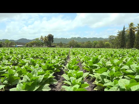 Jalapa se consolida en la producción y exportación de tabaco