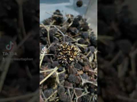 💢เปิดจองต้นกระท่อมตอนกิ่ง💢พัน