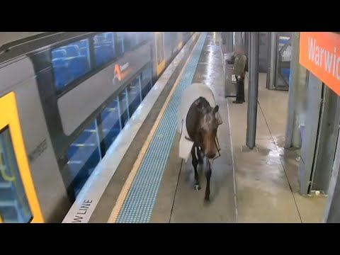 En Australie, un cheval de course surprend les usagers d'une gare | AFP