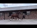 花样骑术马匹 Super fijne 4jr ruin v. Franklin + VIDEO!