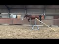 Show jumping horse Kaiser de Forets VDL x Germas