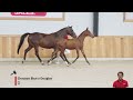 Show jumping horse CENNA VAN DE REEBERG Z