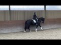 Dressage horse Panama Jack (Kjento)